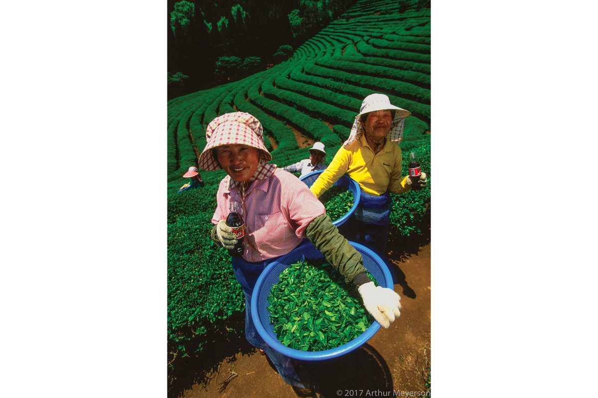 Tea Plantation, South Korea
