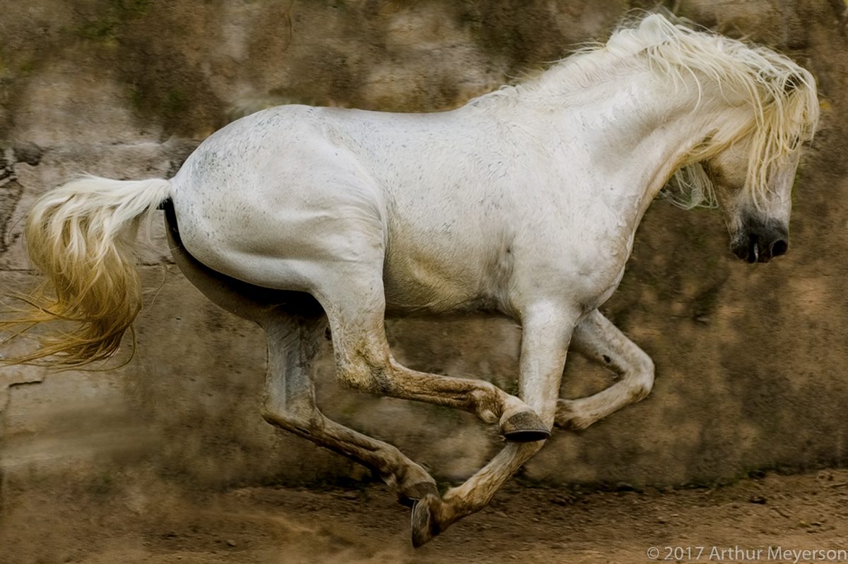 White Stallion, Mexico, 2004 (MFAH Collection)