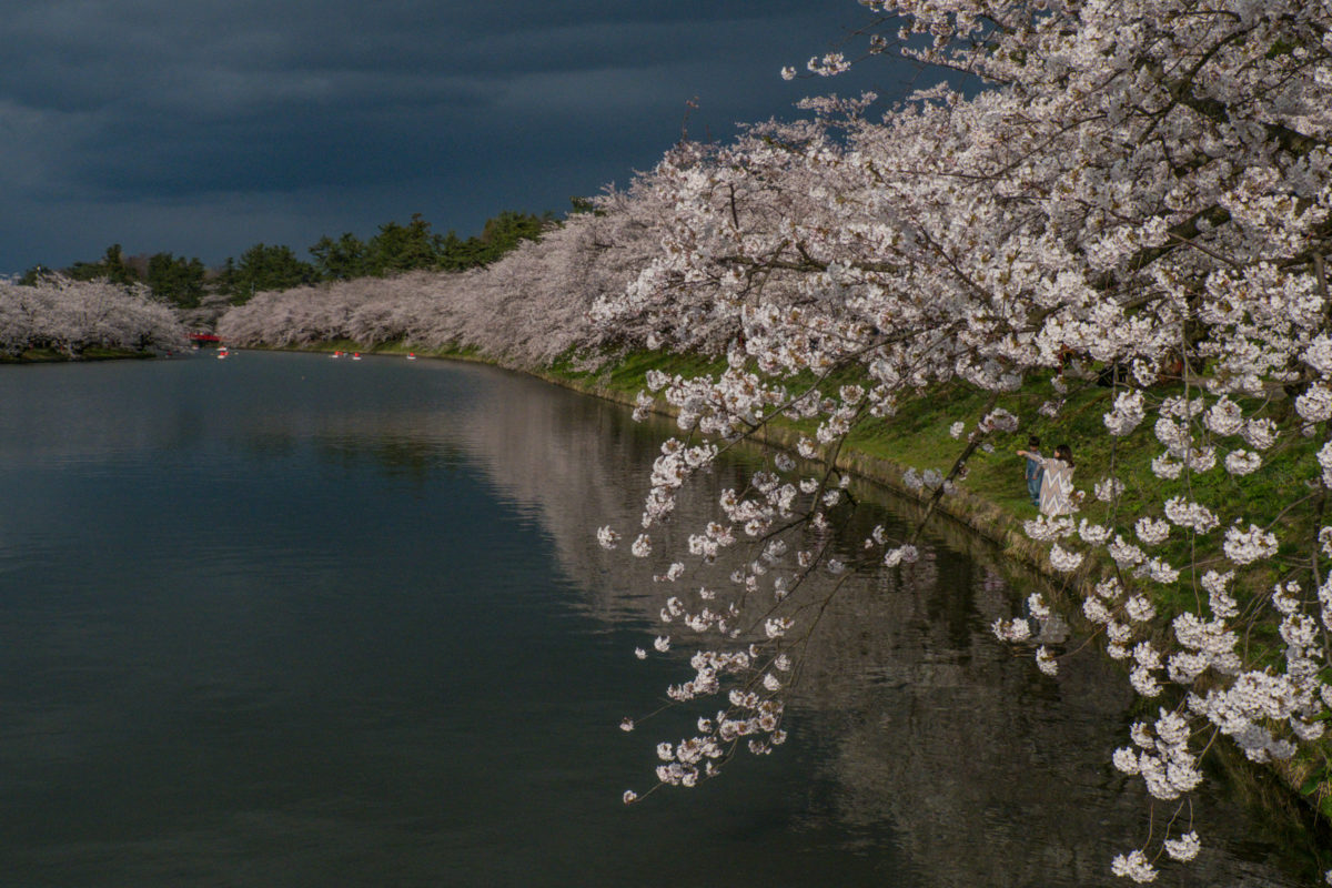 Cherry Blossoms Along The Lake