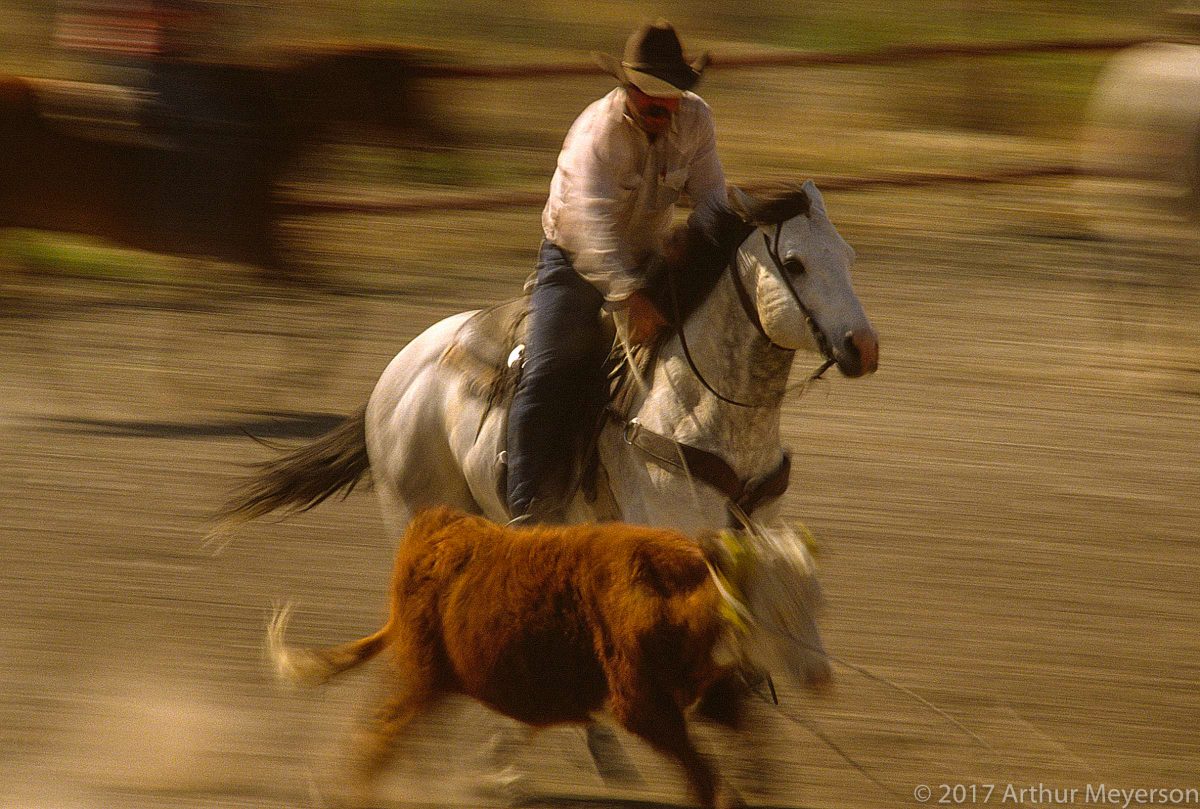 Calf Roper