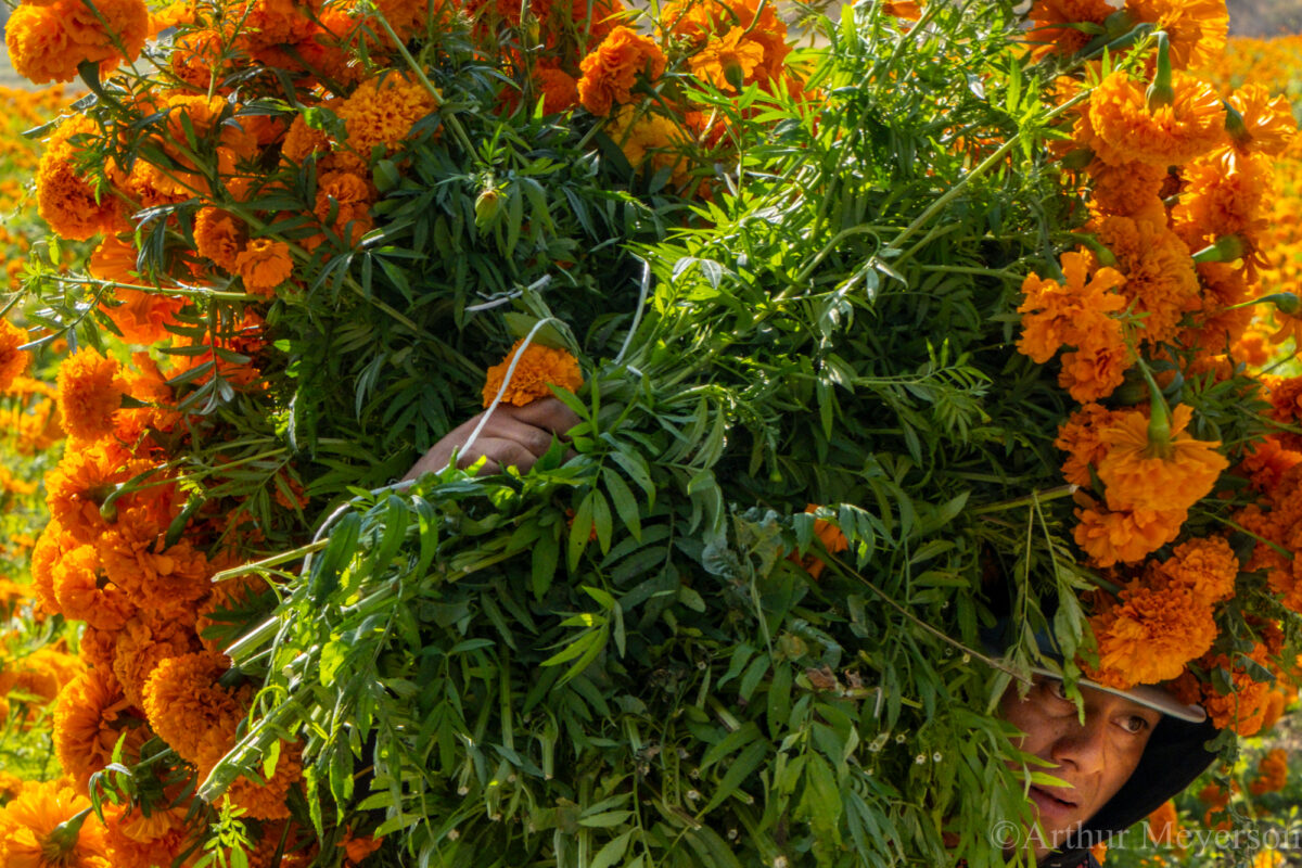 Marigolds
