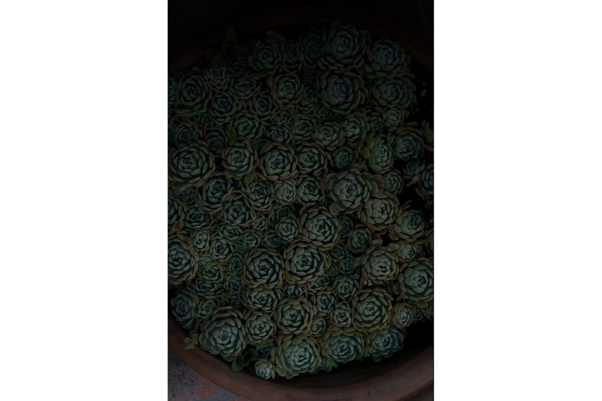 Cacti